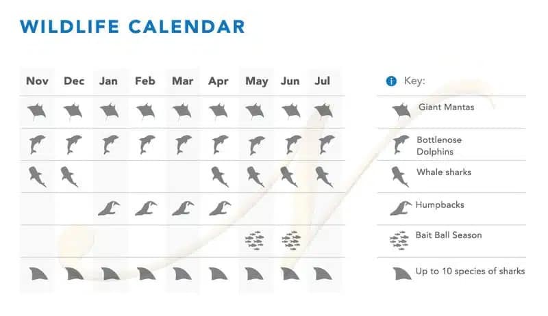 Socorro Liveaboard calendar