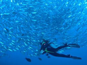 Solomon Islands Liveaboard Diving - fish