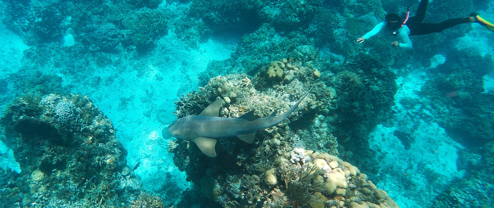 Snorkeling in JAMAICA with Dressel Divers