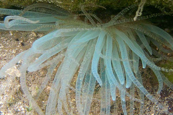 Spiral Anemone (Bartholomeaannulata)