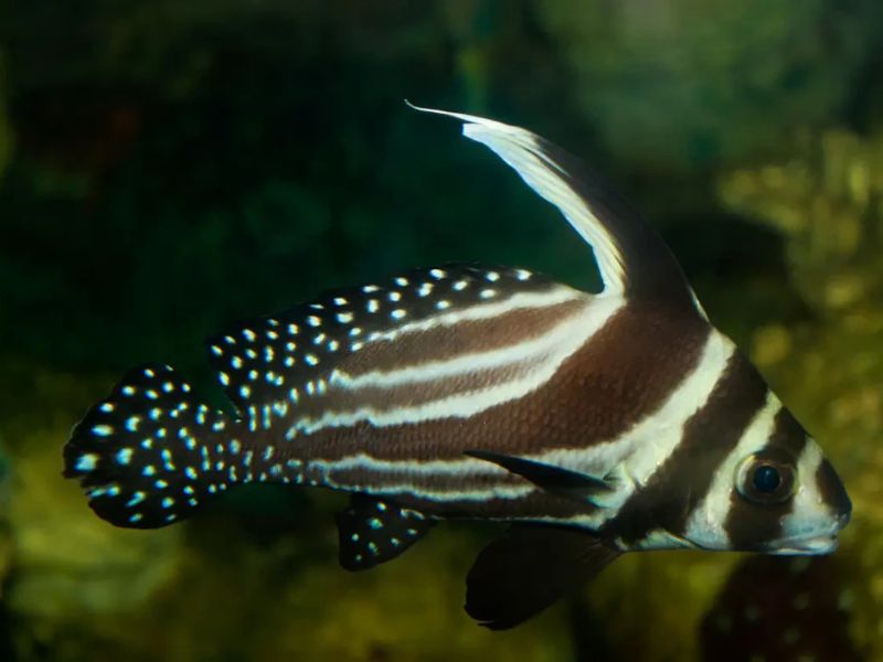 Spotted Drum - Caribbean Reef Fish Identification