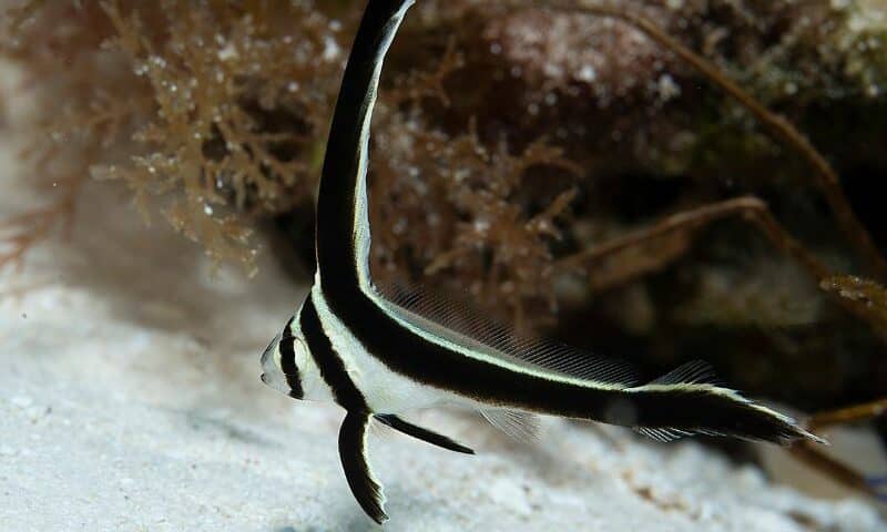 Spotted Drum fish (5) pez tambor moteado