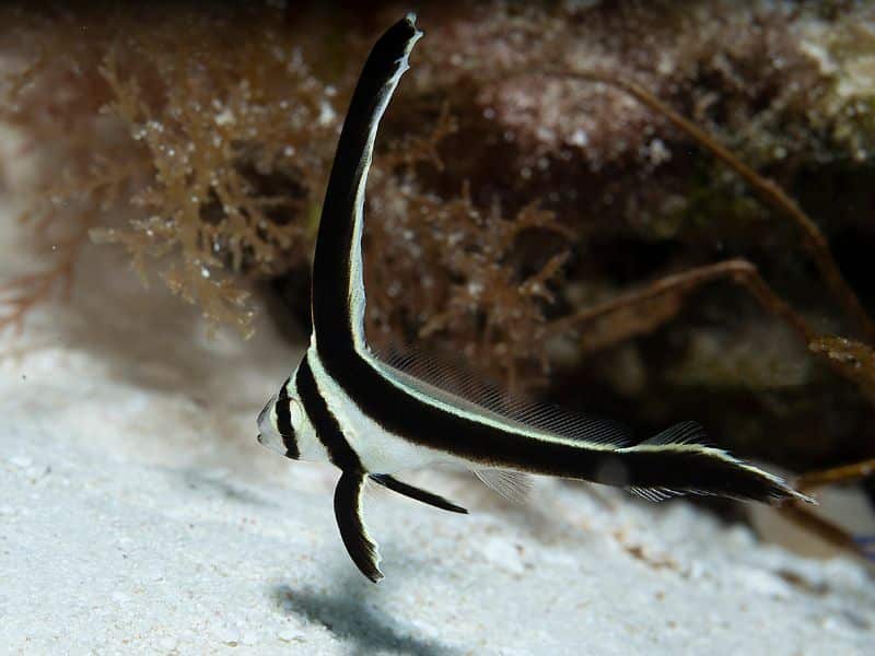 Spotted Drum fish (5) pez tambor moteado