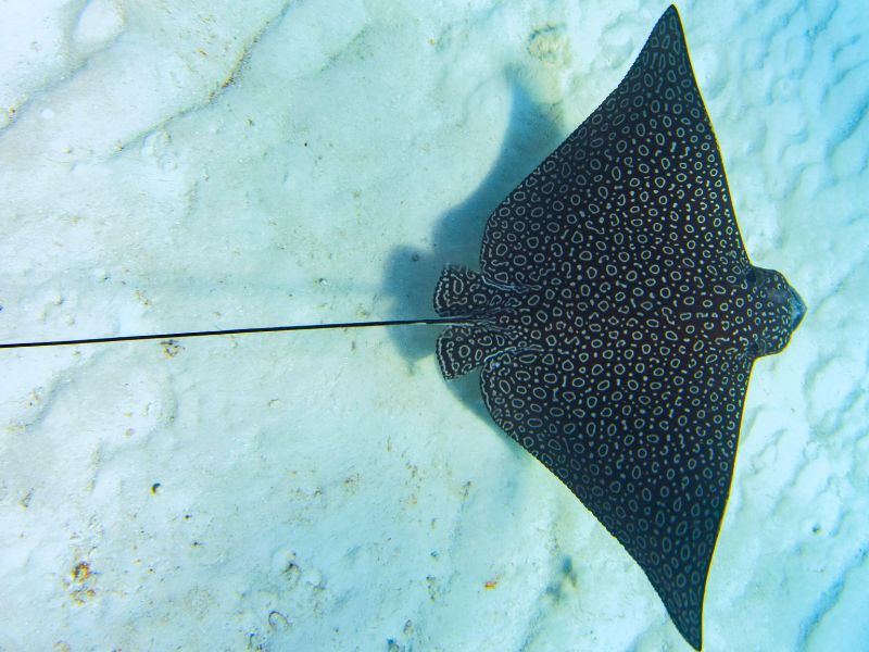 Spotted Eagle Ray