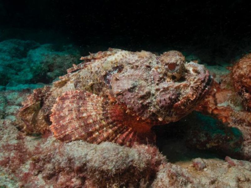 Spotted Scorpionfish