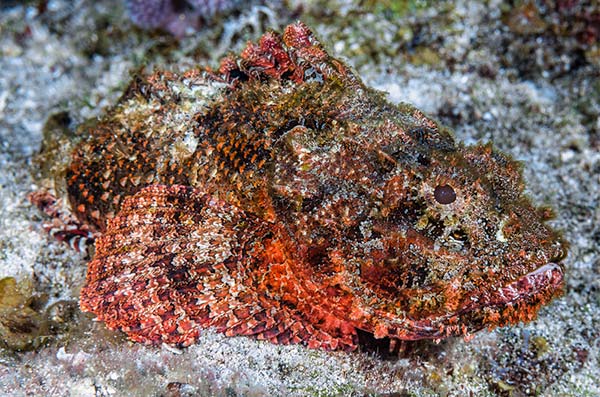 Spotted Scorpionfish