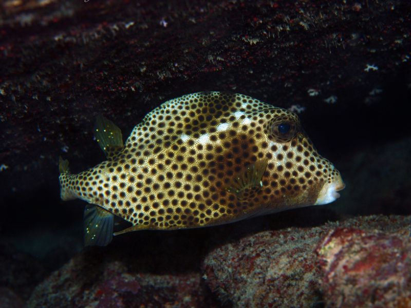 Smooth Trunkfish: How To Identify It and Where to See It