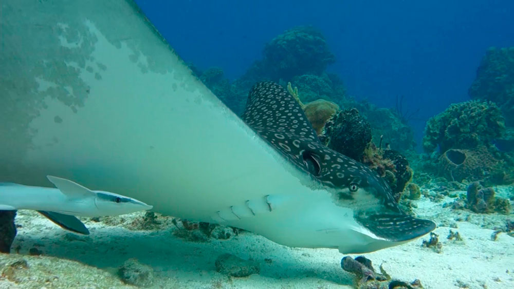 spotted eagle ray facts