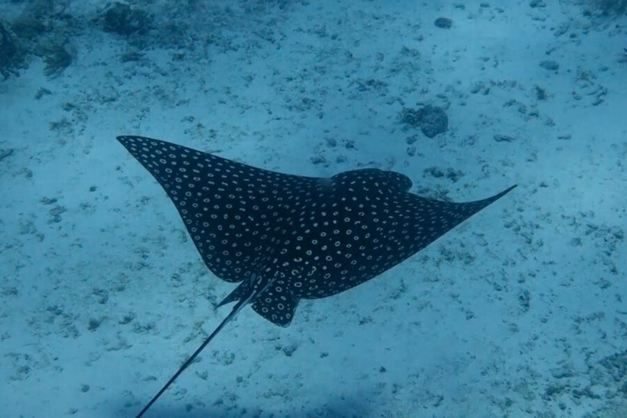 Spotted eagle ray facts - 3