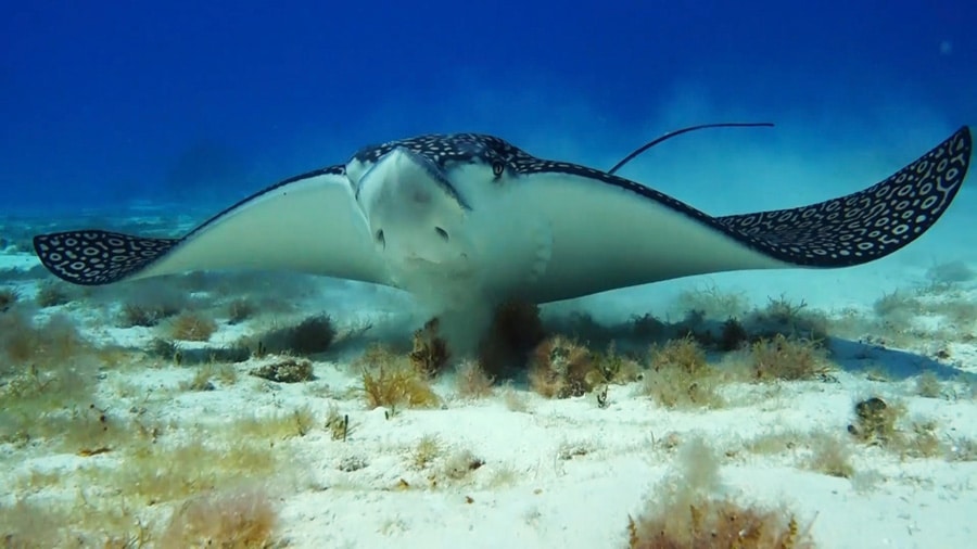 Spotted eagle ray facts - 4