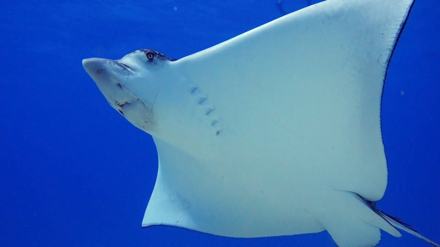 Spotted eagle ray facts and images - 5