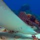 Spotted eagle ray facts - main