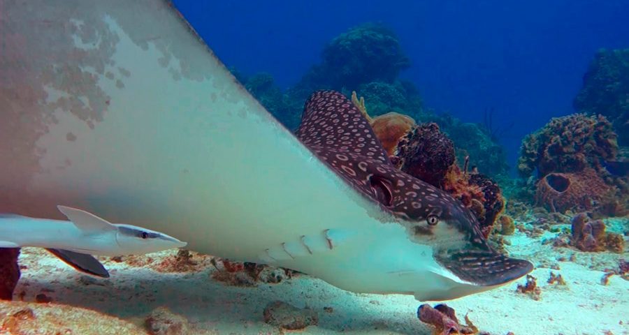 Spotted eagle ray facts - main