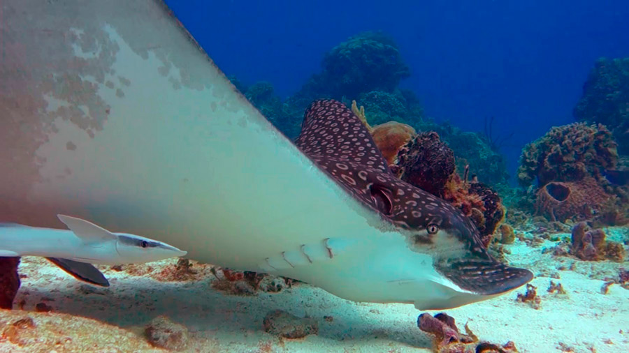 Spotted eagle ray facts - main