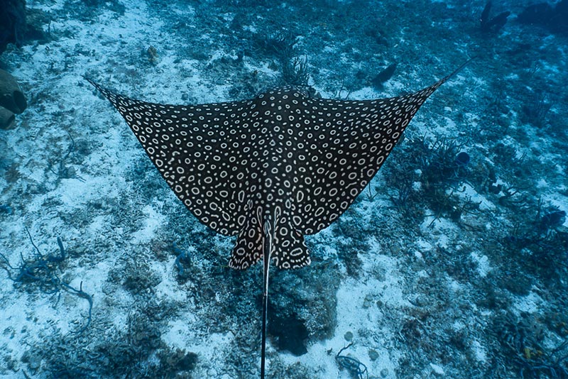 Spotted eagle ray - raya águila moteada