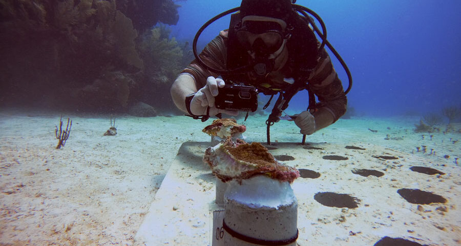 Sustainable Diving (3) buceo sostenible