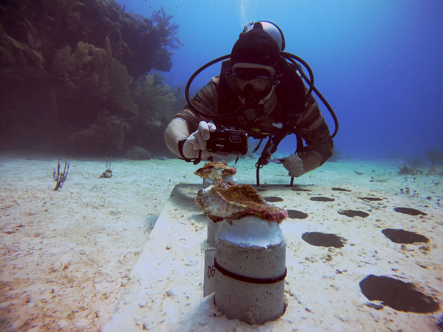 Sustainable Diving (3) buceo sostenible