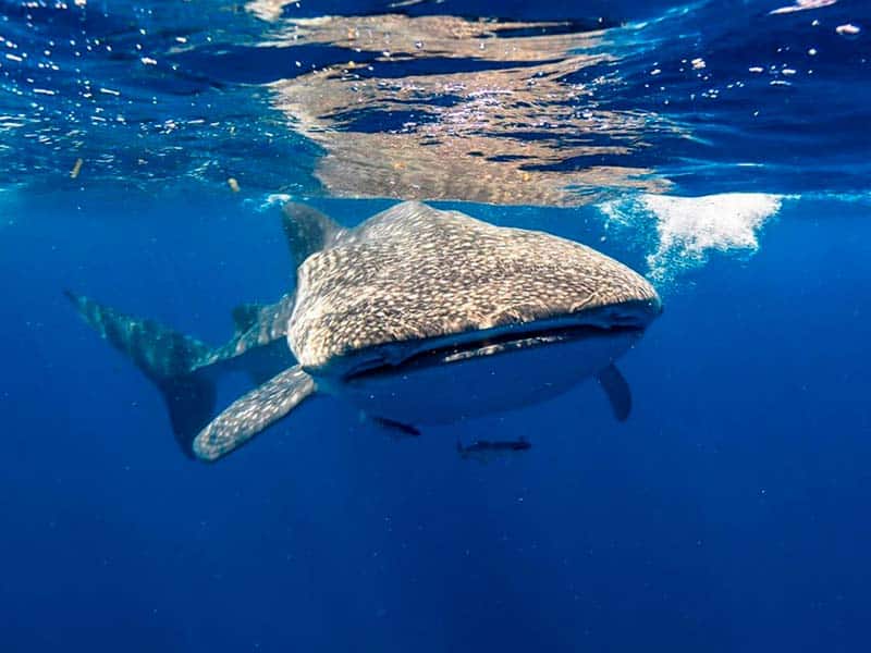 Swimming with Whale Sharks in Mexico (2)