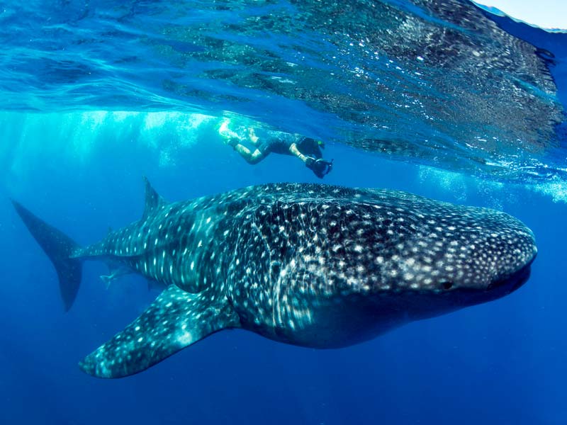 Swimming with Whale Sharks in Mexico Pictures Of The Whale Shark - 1