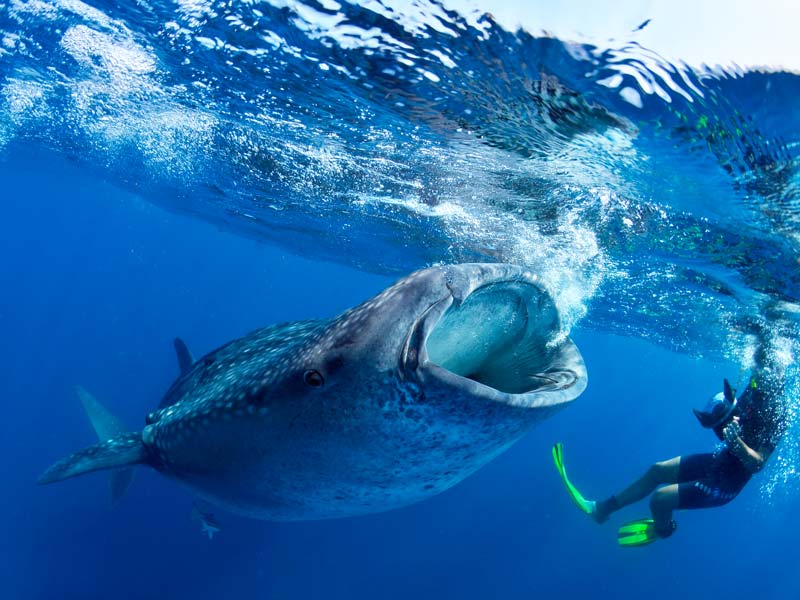 Swimming with Whale Sharks in Mexico Pictures Of The Whale Shark - 2