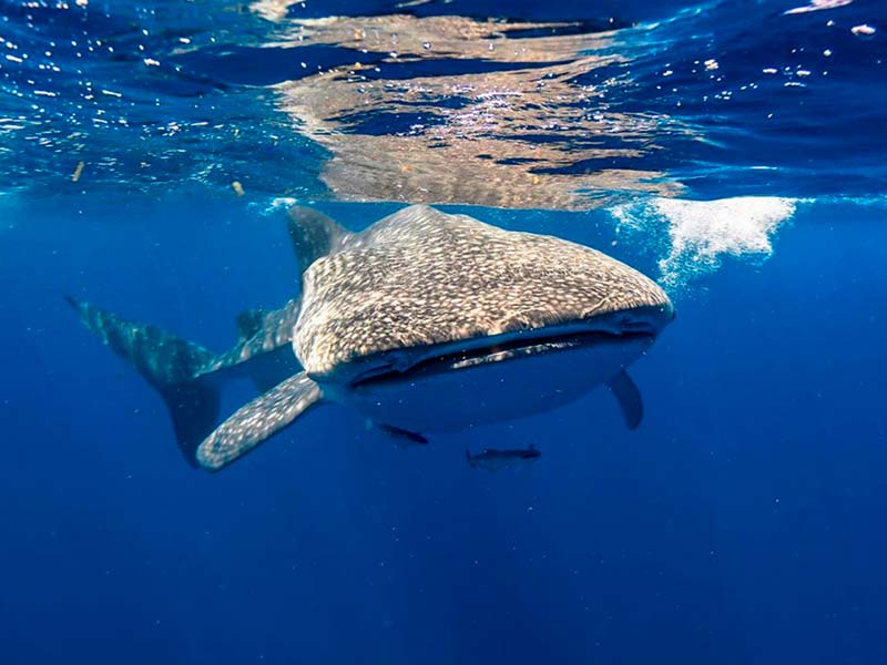 Swimming with Whale Sharks in Mexico Pictures Of The Whale Shark - 3