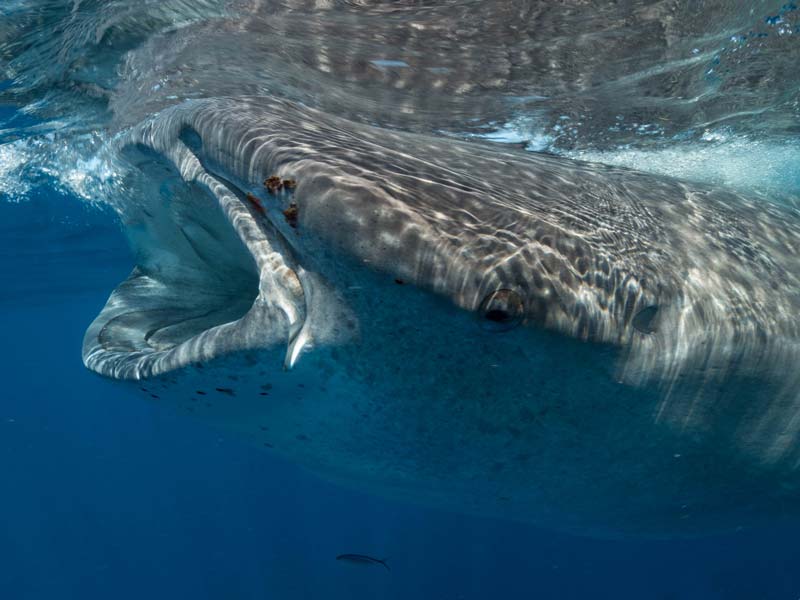 Swimming with Whale Sharks in Mexico Pictures Of Whale Shark - 1