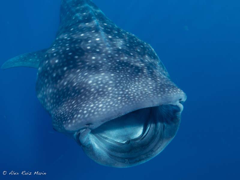 Swimming with Whale Sharks in Mexico Pictures Of Whale Shark - 2