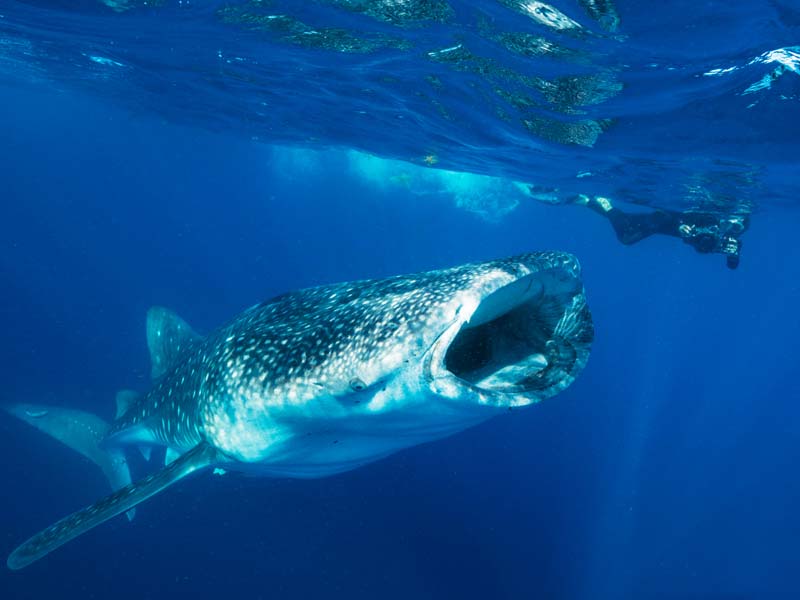 Swimming with Whale Sharks in Mexico Pictures Of Whale Shark - 3