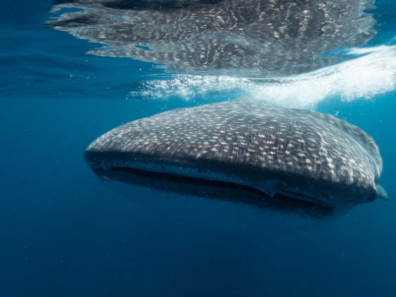 Swimming with Whale Sharks in Mexico Pictures Of Whale Shark - 4