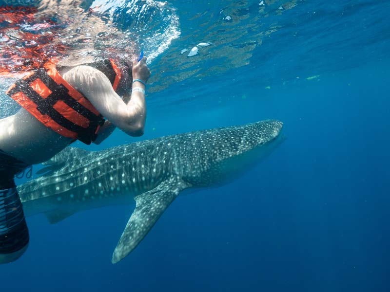Swimming with Whale Sharks in Mexico Pictures Of Whale Sharks - 1