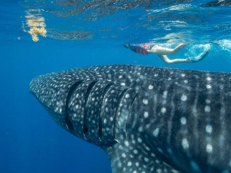 Swimming with Whale Sharks in Mexico Pictures Of Whale Sharks - 2