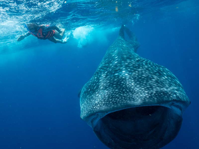 Swimming with Whale Sharks in Mexico Pictures Of Whale Sharks - 3