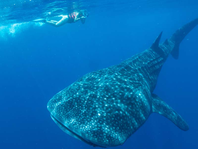 Swimming with Whale Sharks in Mexico Pictures Of Whale Sharks - 4