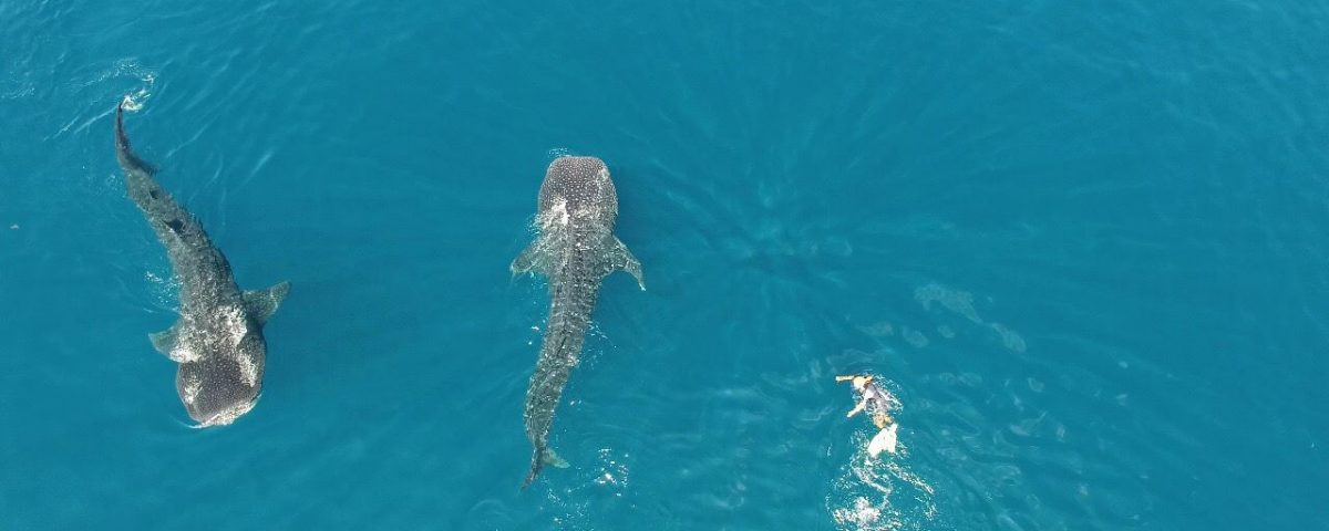 Nuotare Con Gli Squali Balena In Messico: La Guida Completa