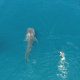 Nuotare Con Gli Squali Balena In Messico: La Guida Completa