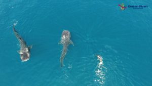 Swimming with whale sharks in Mexico - Thrilling Experience
