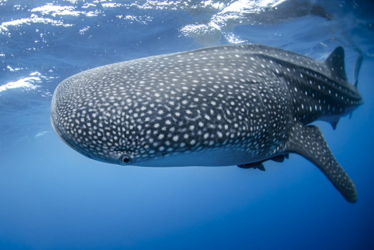 Swimming with whale sharks in mexico - underwater