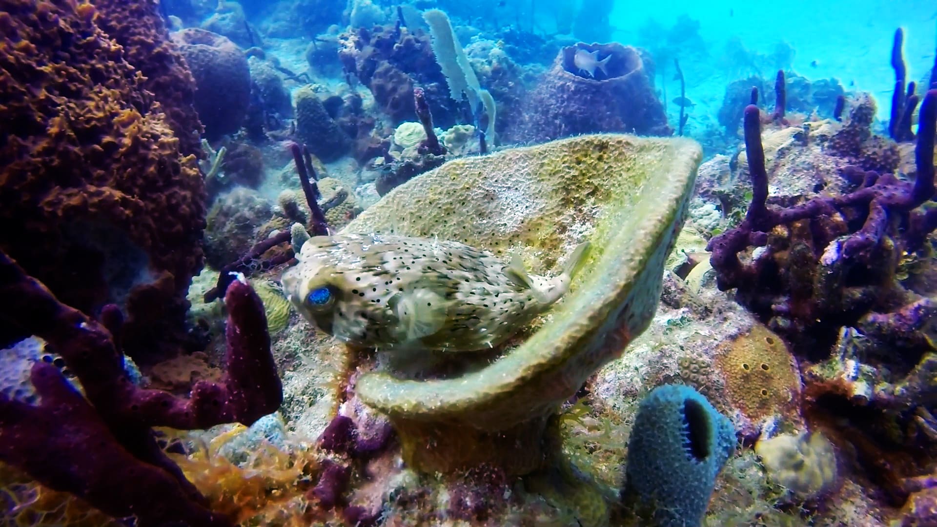 Meilleurs récifs coralliens des Caraïbes Bayahibe