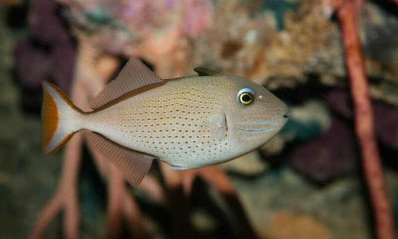 Triggerfish Species (2) especies de pez ballesta