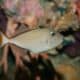 Triggerfish Species (2) especies de pez ballesta