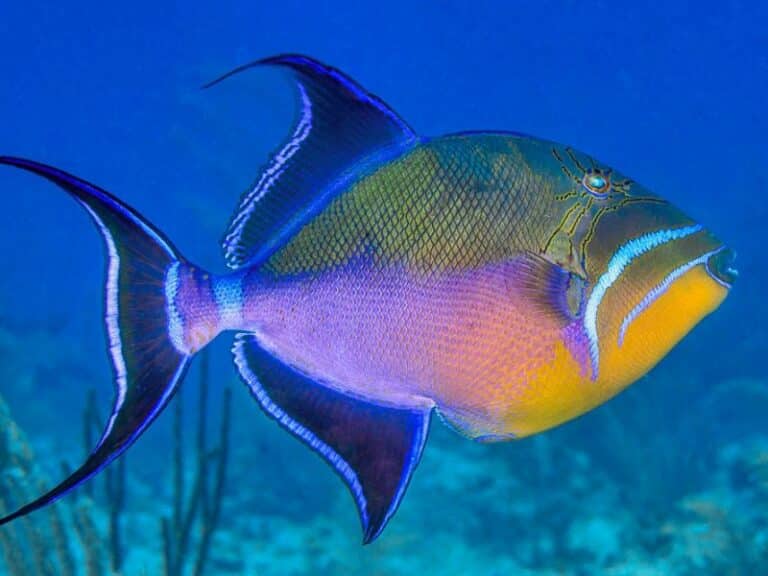 Triggerfish Species: A Complete Guide to Caribbean Triggerfish