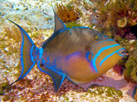 Triggerfish