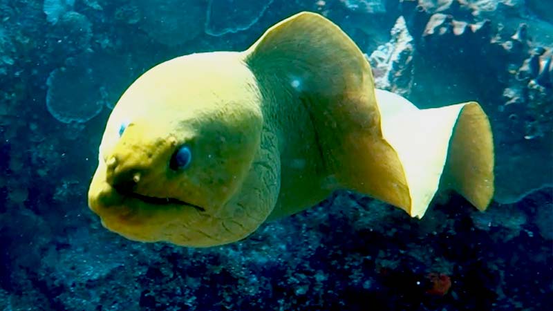 Types of eels in the ocean - tipos de anguilas del océano