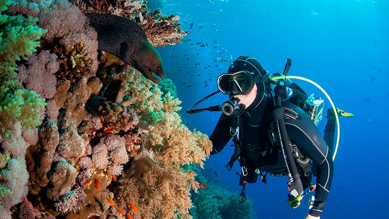 Types of eels - tipos de anguilas - diver