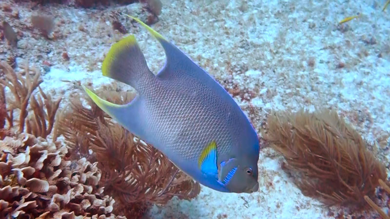 Types of saltwater angelfish - Blue Angelfish