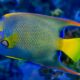Types of Saltwater Angelfish - queen angelfish - tipos de peces angel de agua salada