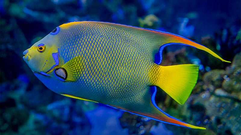 Types of Saltwater Angelfish - queen angelfish - tipos de peces angel de agua salada