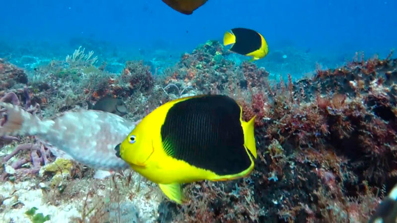 Types of saltwater angelfish - ROCK BEAUTY