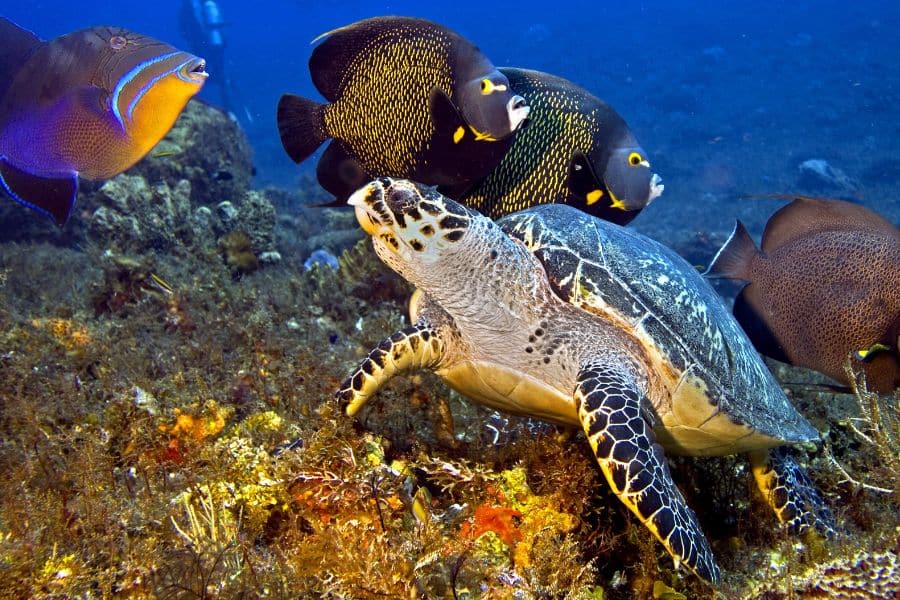 Underwater Ecosystems (1) Ecosistemas subacuáticos