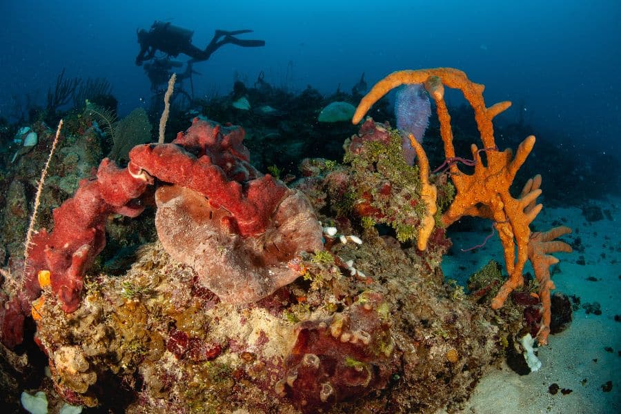Underwater Ecosystems (5) Ecosistemas subacuáticos